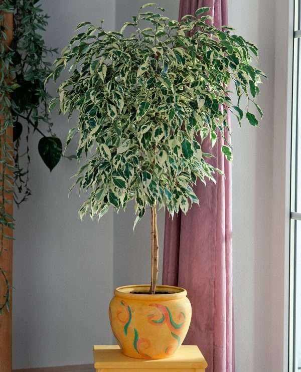 FICUS STARTLIGHT