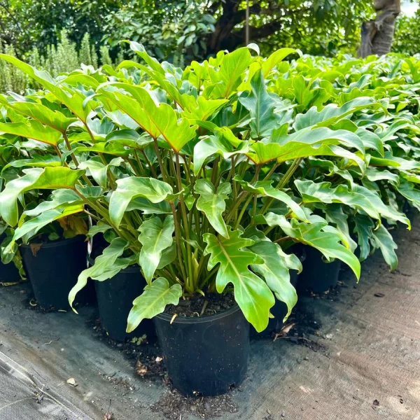 PHILODENDRON XANADU
