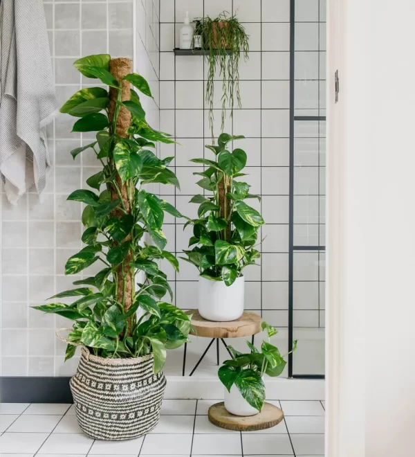 DAVIL'S IVY - POTHOS
