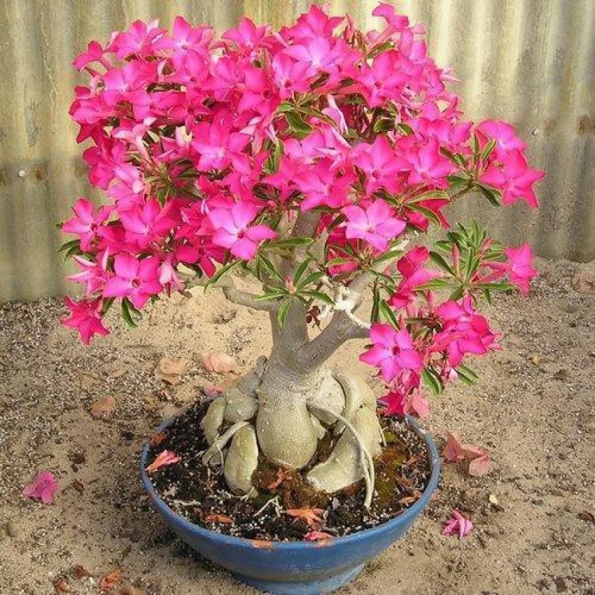 ADENIUM