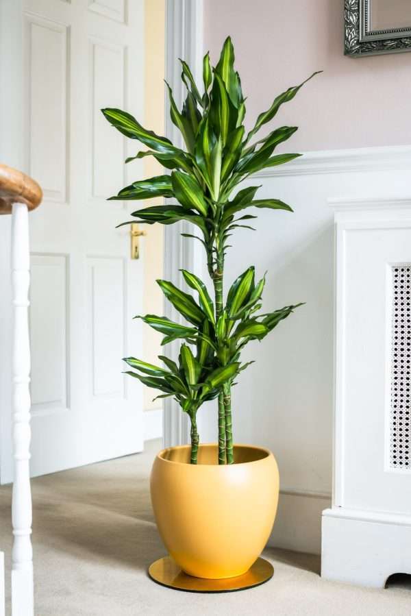 DRACAENA