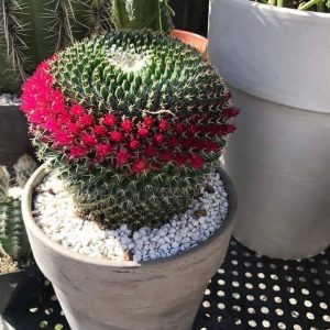 MAMMILARIA MYSTAX