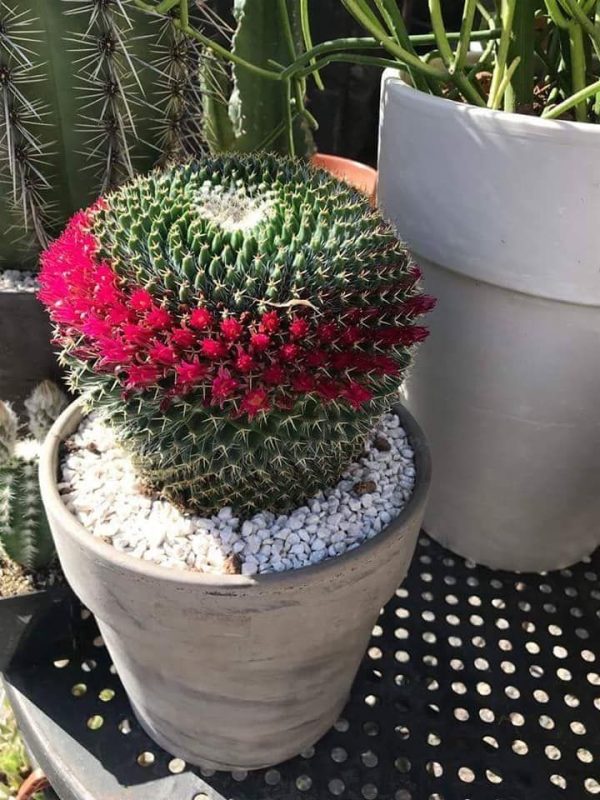 MAMMILARIA MYSTAX