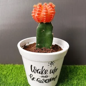 ruby ball cactus
