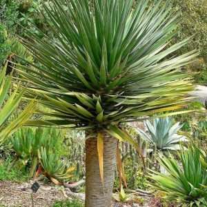DRACAENA DRACO