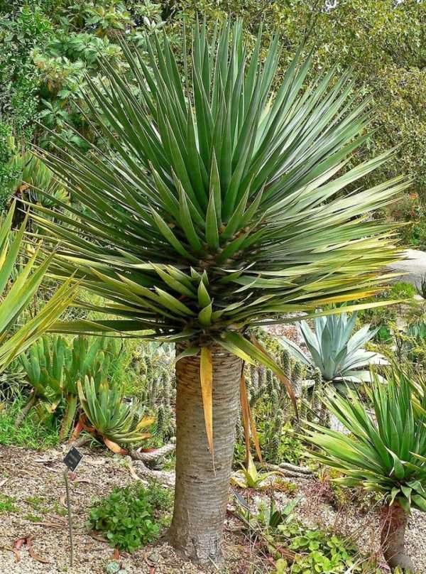 DRACAENA DRACO
