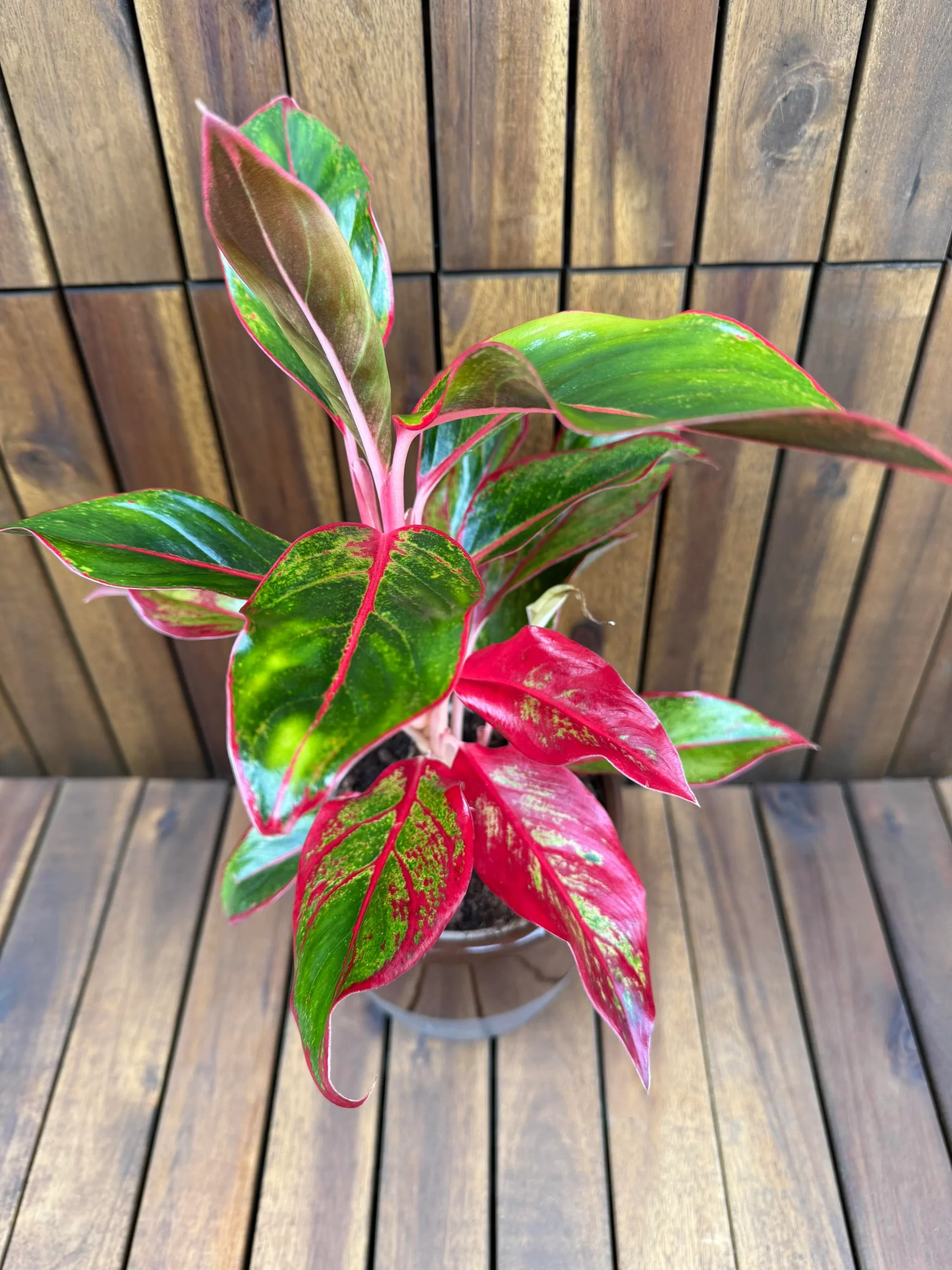 AGLAONEMA CRETA