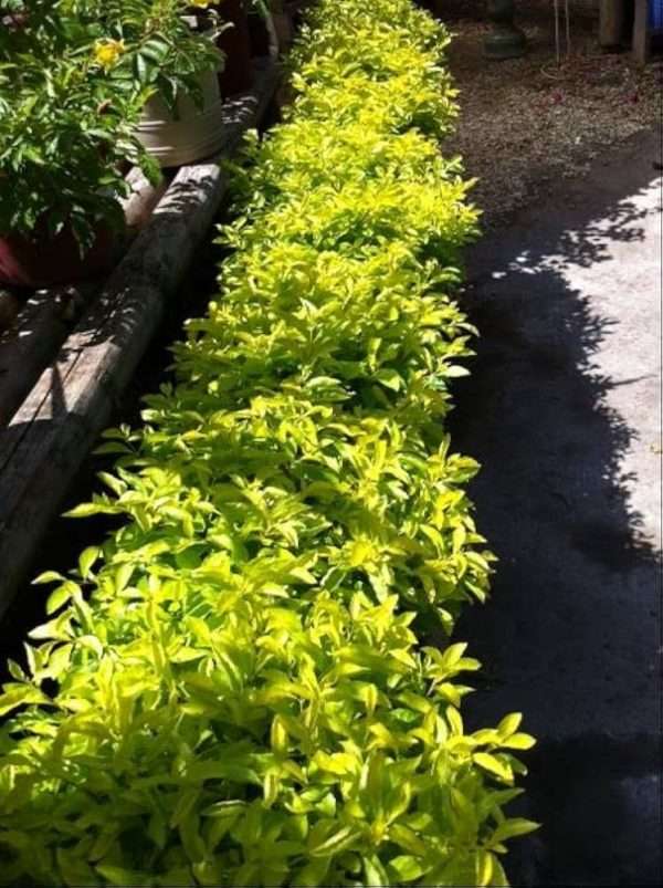 DURANITA - HEDGE PLANTS