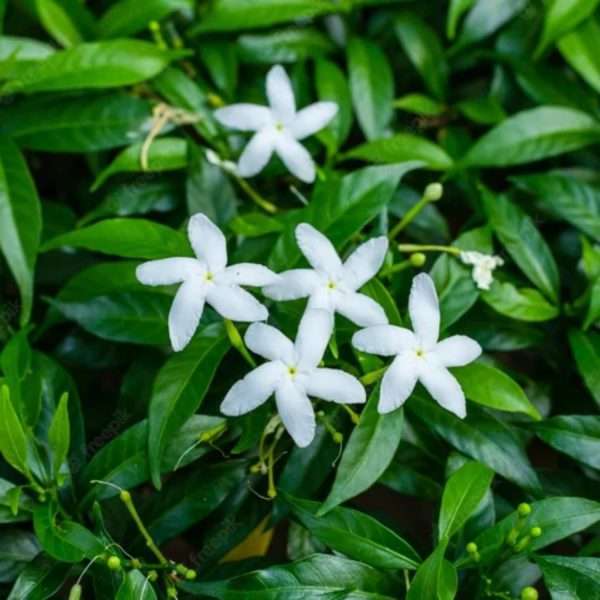 PINWHEEL FLOWER