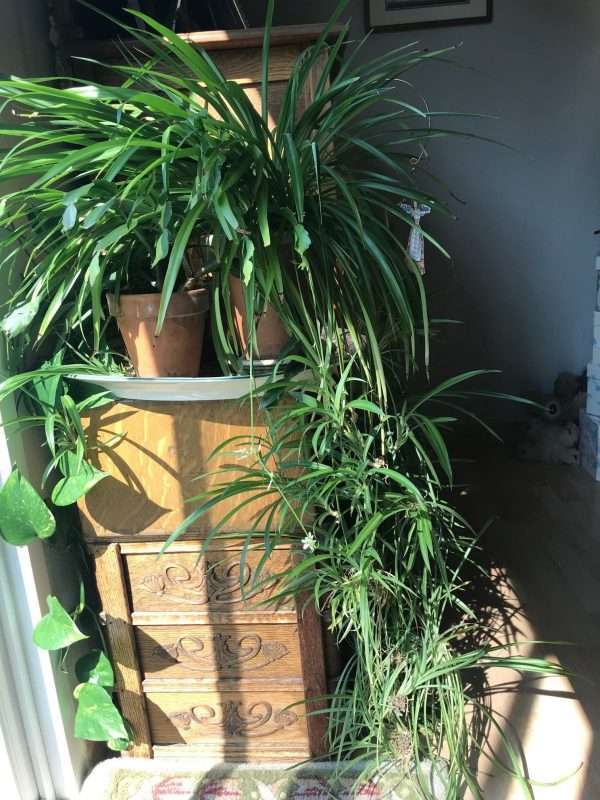 SPIDER PLANT