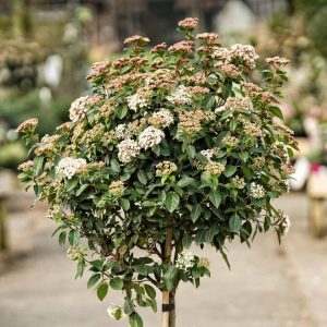 VIBURNUM PLANT