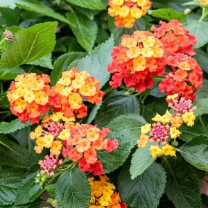LANTANA