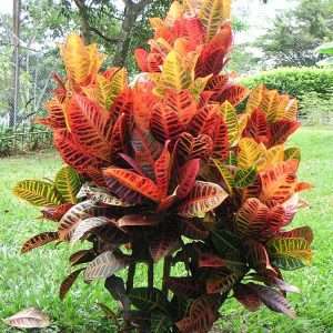 CROTON PETRA
