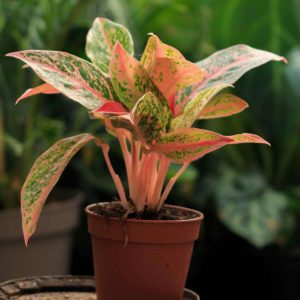 AGLAONEMA PRESTIGE