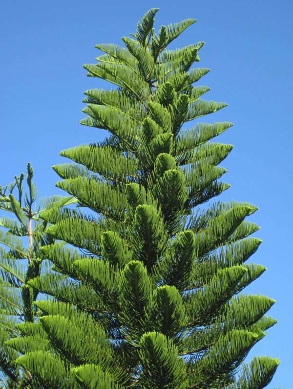 ARAUCARIA PLANTS