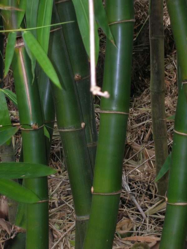 COMMON BAMBOO