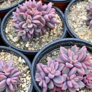 ECHEVERIA PLANT