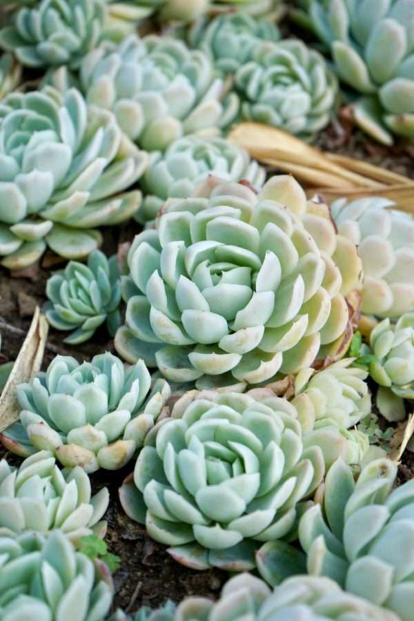 ECHEVERIA SACCULANT