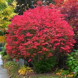 BURNING BUSH