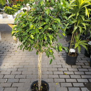 FICUS BENJAMINA