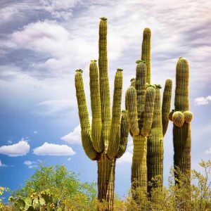 SAGUARO CACTUS