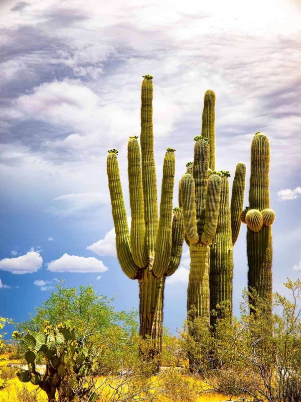 SAGUARO CACTUS