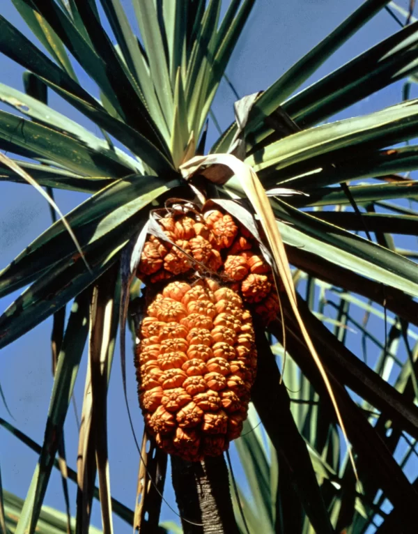 PANDANUS