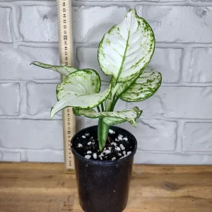 AGLAONEMA SUPER WHITE
