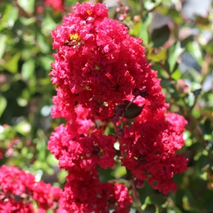 LAGERSTOEMIA