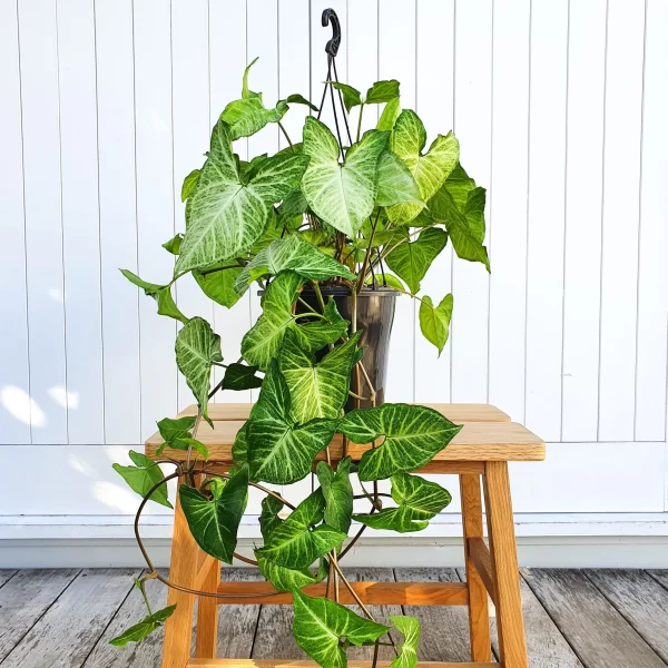 SYNGONIUM