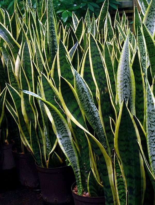 SNAKE PLANT