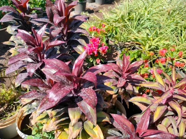 CORDYLINE FRUTICOSA - DRACENA