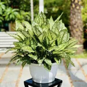 AGLAONEMA SNOW WHITE
