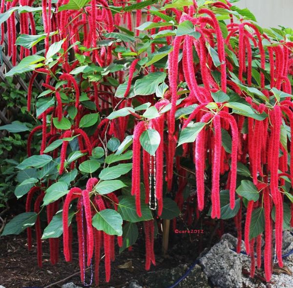 ACALYPHA