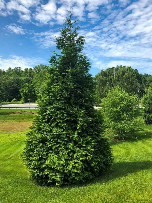 THOJA TREE
