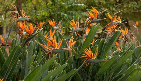 BIRD OF PARADISE