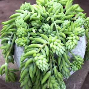 BURRO'S TAIL