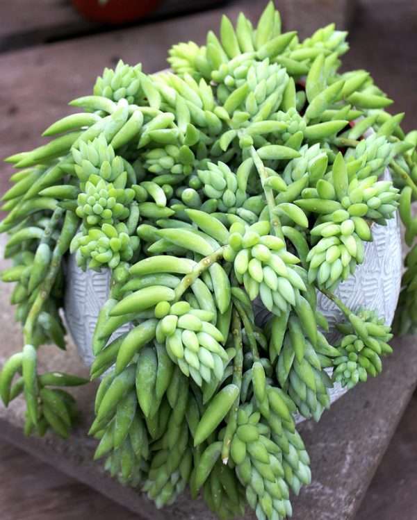 BURRO'S TAIL
