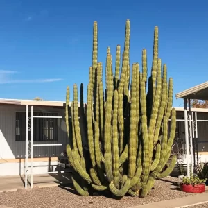 ORGAN PIPE CACTUS