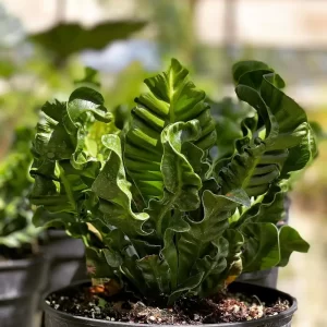 BIRD'S NEST FERN
