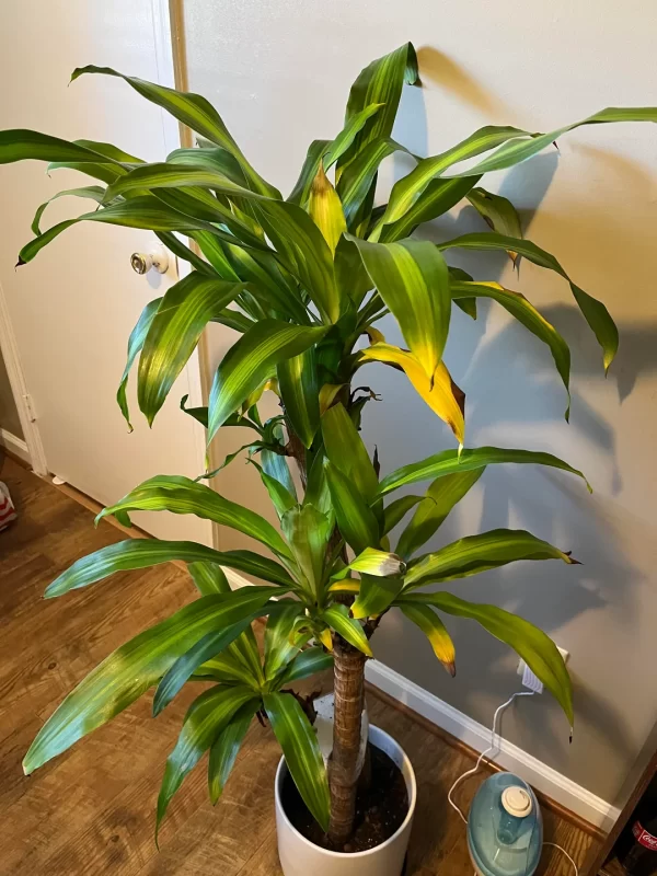 CORN PLANT DRACAENA