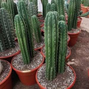 SAN PEDRO CACTUS