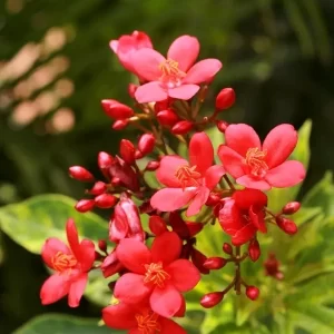 JATROPHA