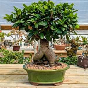 FICUS