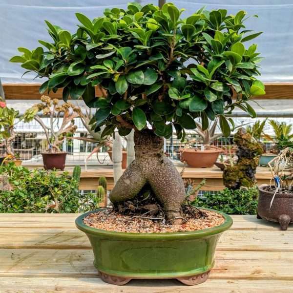 FICUS