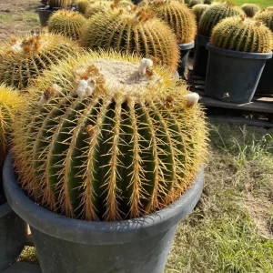 GOLDEN BARREL CACTUS