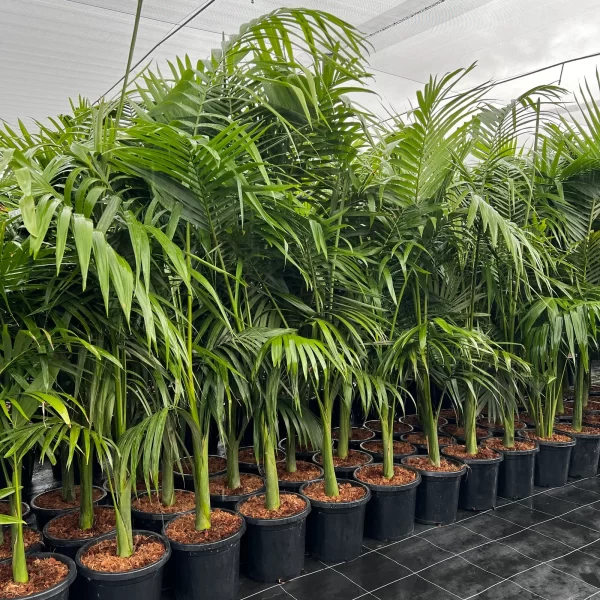 CASCADE PALM