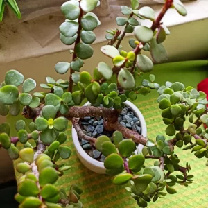 JADE PLANT - ELEPHANT BUSH