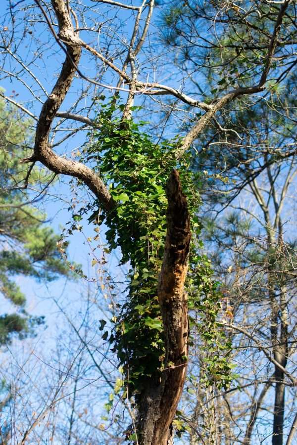 ENGLISH IVY CREEPER