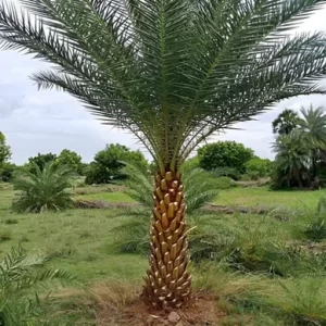 DATE PALM TREE